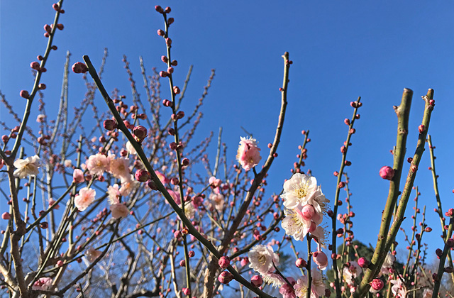 大倉山公園の梅園の梅花