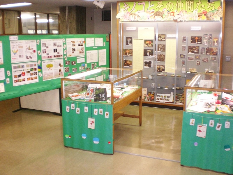 展示の様子